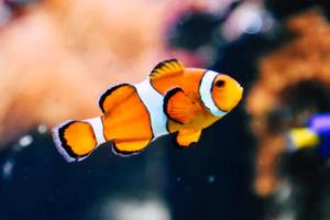 EA实况足球西甲联赛,真实足球体验的 next-gen 表现ea实况足球西甲联赛